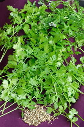 Young parsley leaves with seeds Parsley Seed Essential Oil