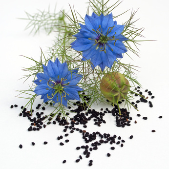 Schwarzkmmel - Nigella damascena Black Seed Botanical Oil