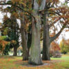 Blood Cedar Essential Oil