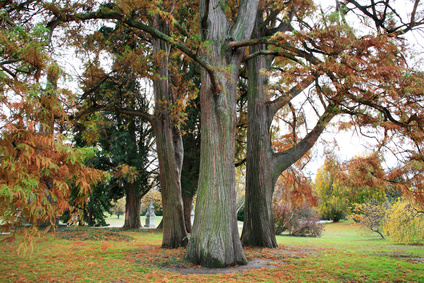 Red Cedar Trees Blood Cedar Essential Oil