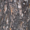 texture of the bark of spruce Black Spruce Bark Essential Oil