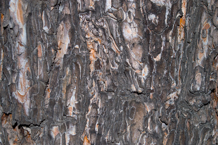texture of the bark of spruce Black Spruce Bark Essential Oil