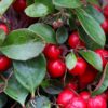 Wintergreen-Essential-Oil