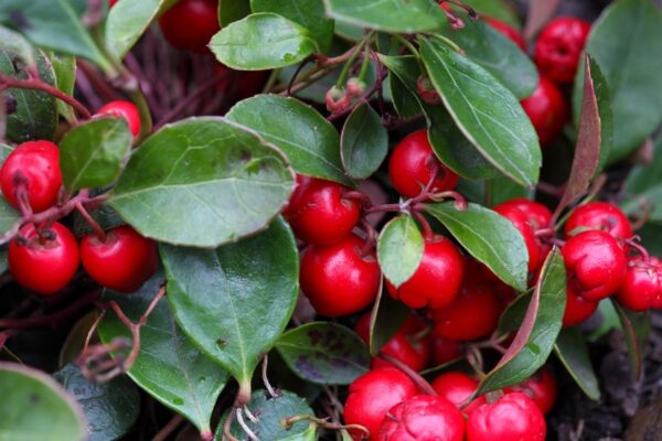 Teaberry Gaultheria procumbens Wintergreen-Essential-Oil