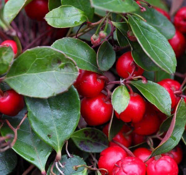 Teaberry Gaultheria procumbens Wintergreen-Essential-Oil