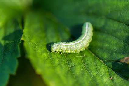 Gardening with Essential Oils Cabbage Worm