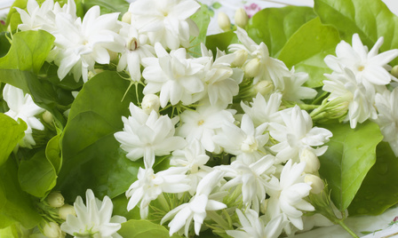 Jasmine flower with leaves Ruh Chameli 2