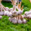 Garlic Essential Oil