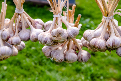 Garlic Essential Oil