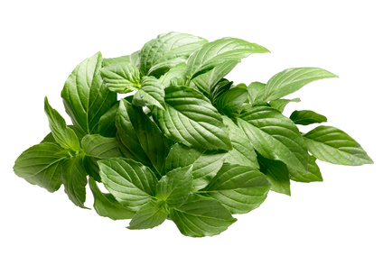 Lemon basil essential oil 2