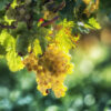 Grape Seed Botanical Oil