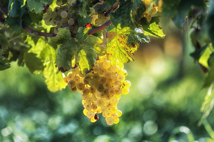 Grape Seed Botanical Oil