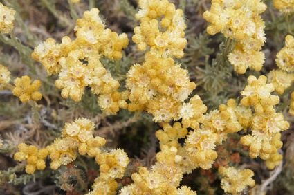 Immortelle or helichrysum italicum plant with green dry flowers Helichrysum Hydrosol