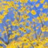 Witch Hazel Hydrosol