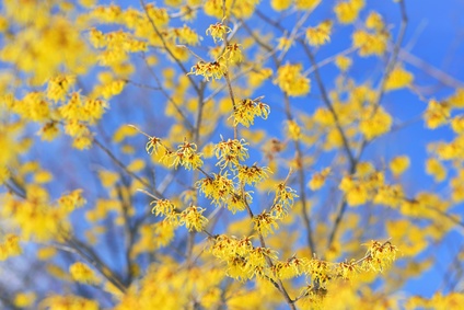 Witch Hazel Yellow Flowers Blooming in Winter Witch Hazel Hydrosol