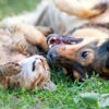 Custom Herbal Tonics for Dogs and Cats