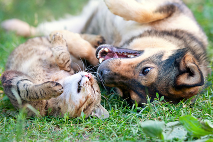 Dog and cat playing together outdoor.Lying on the back together. Custom Herbal Tonics for Dogs and Cats