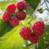 Red Raspberry Seed Botanical Oil