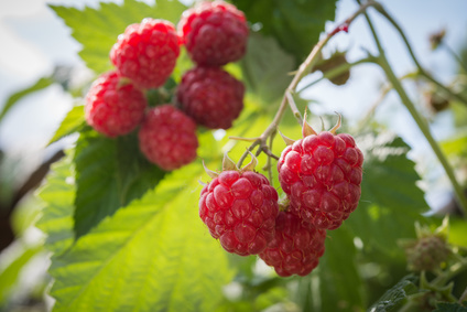raspberries growing Red Raspberry Seed Botanical Oil