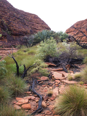 KINGS CANYON - WATARRKA NATIONAL PARK, AUSTRALIA Buddha Wood Essential Oil