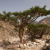 Frankincense Vital Essential Oil