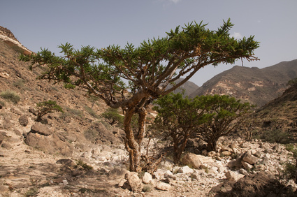 Frankincense tree Frankincense Vital Essential Oil