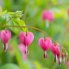 Bleeding Heart Bleeding Heart Flower Essences Bleeding Heart