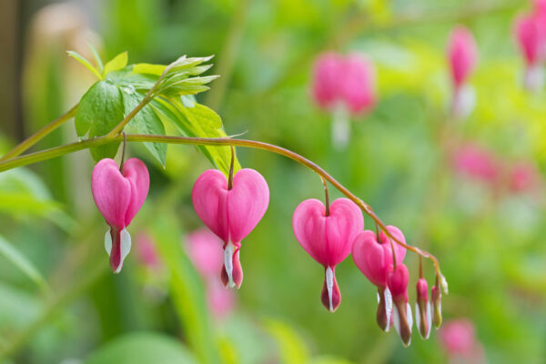 Bleeding Heart Bleeding Heart Flower Essences Bleeding Heart