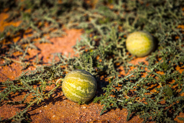 Take the Kalahari Oil Challenge kalahari-melon-seed-botanical-oil