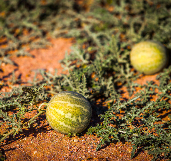 Take the Kalahari Oil Challenge kalahari-melon-seed-botanical-oil