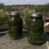 everlasting-maceration-botanical-oil