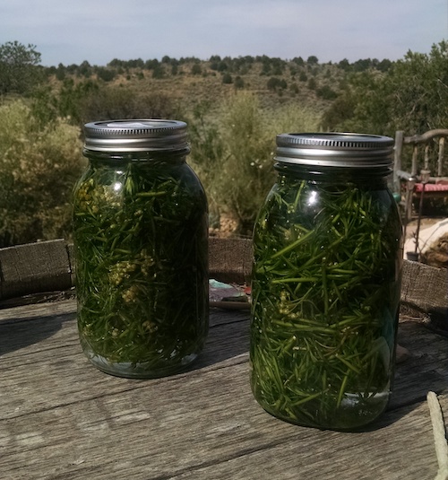 Everlasting maceration at three weeks everlasting-maceration-botanical-oil