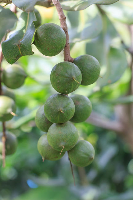 Macadamia Facial Serum Recipes