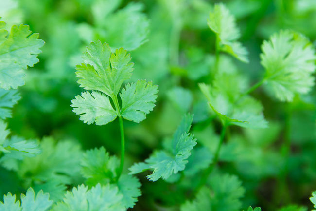 Cilantro for Detoxification